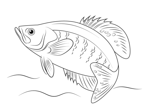 White Crappie Coloring Page